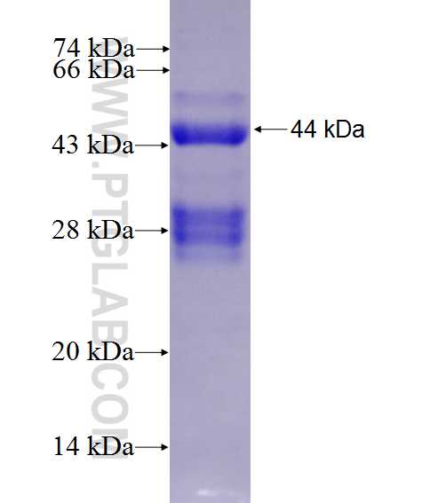 MFSD6L fusion protein Ag26876 SDS-PAGE