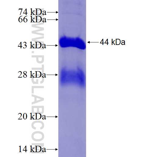 MGC12966 fusion protein Ag27460 SDS-PAGE