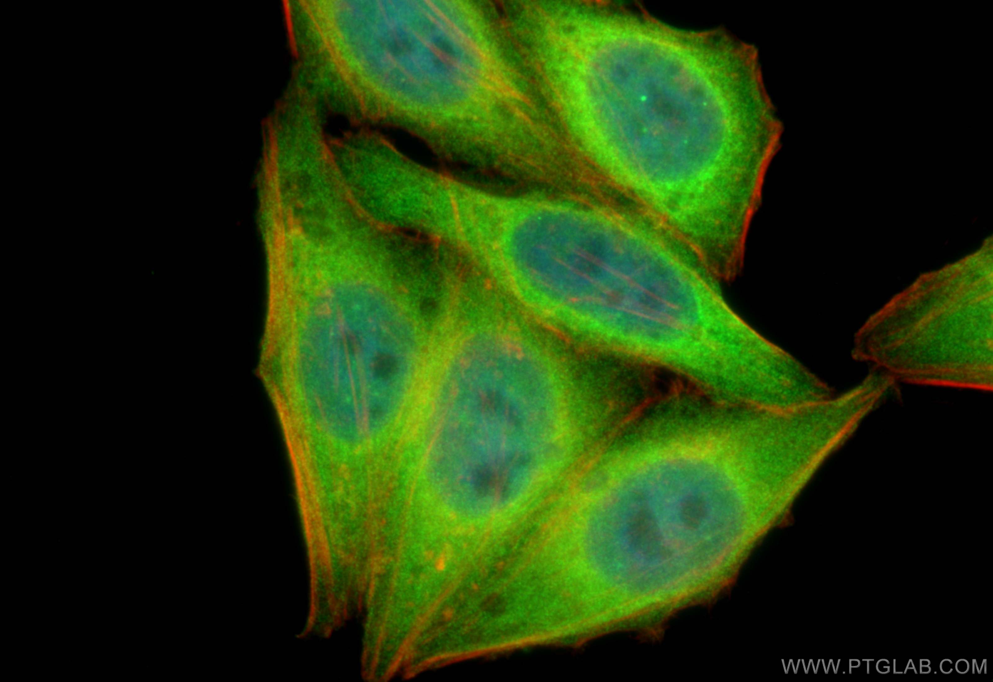 Immunofluorescence (IF) / fluorescent staining of HepG2 cells using MGEA5 Polyclonal antibody (14711-1-AP)