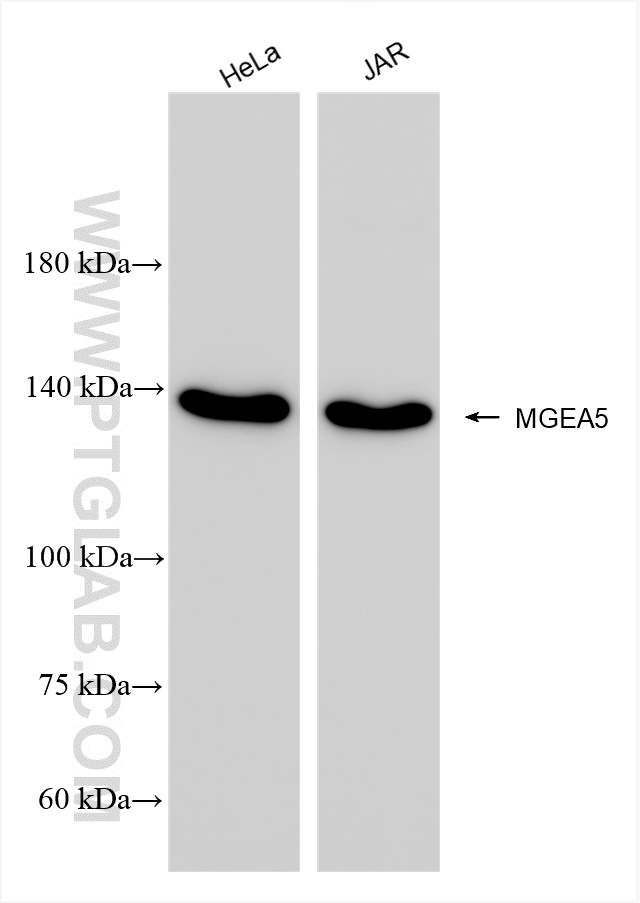 Western Blot (WB) analysis of various lysates using MGEA5 Recombinant antibody (84722-4-RR)