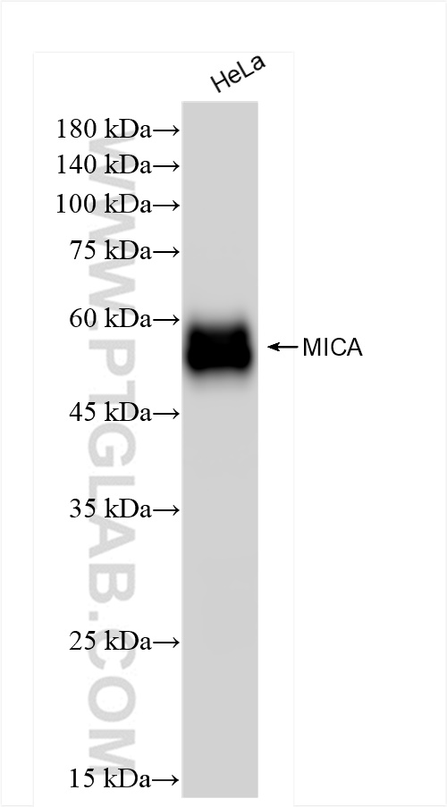 Western Blot (WB) analysis of HeLa cells using MICA Recombinant antibody (84850-5-RR)