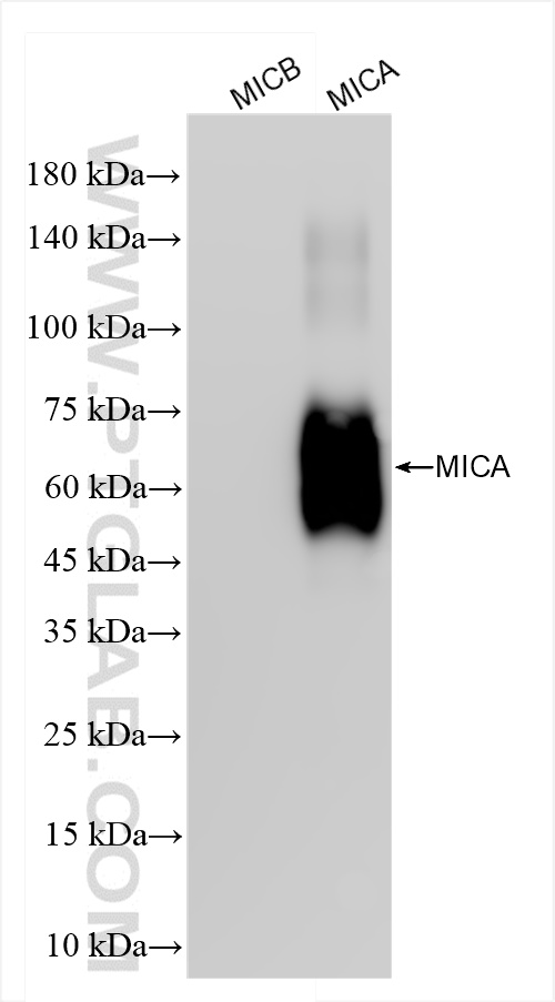 Western Blot (WB) analysis of various lysates using MICA Recombinant antibody (84850-5-RR)