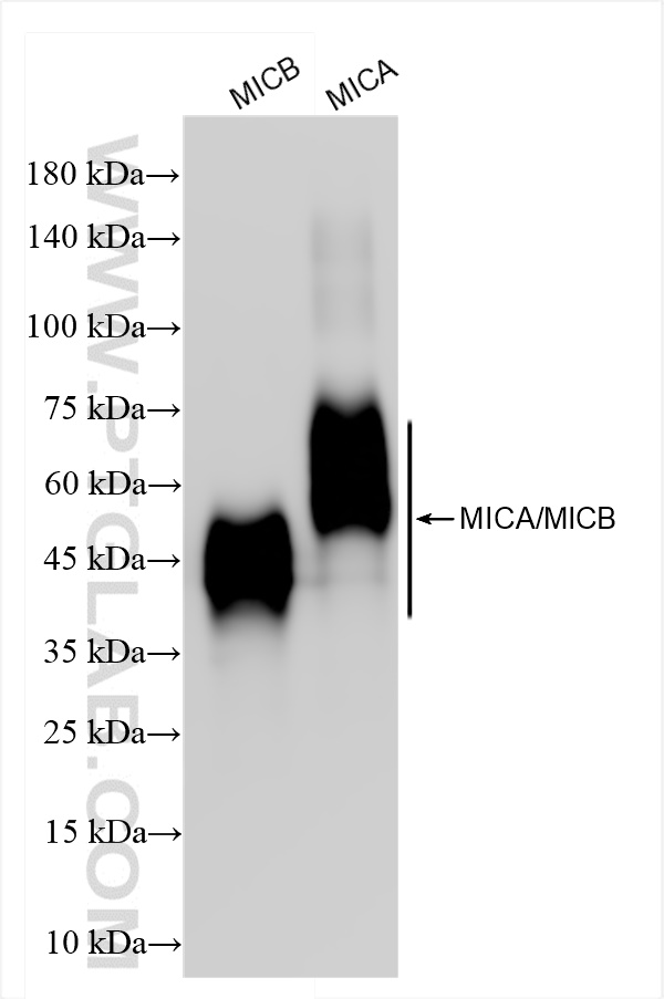 Western Blot (WB) analysis of various lysates using MICA/MICB Recombinant antibody (84850-4-RR)