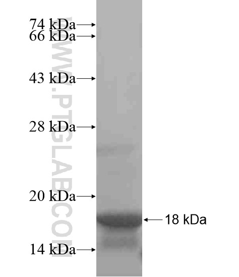 MICAL3 fusion protein Ag20962 SDS-PAGE