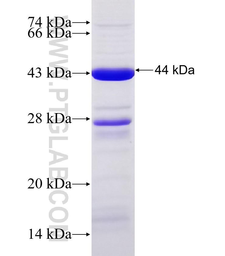 MID2 fusion protein Ag30793 SDS-PAGE