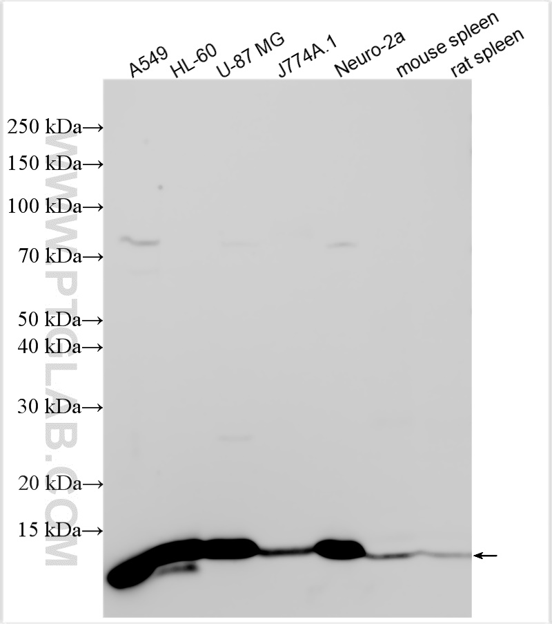 Western Blot (WB) analysis of various lysates using MIF Polyclonal antibody (20415-1-AP)