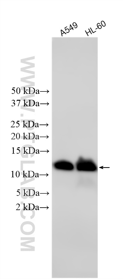 Western Blot (WB) analysis of various lysates using MIF Polyclonal antibody (20415-1-AP)