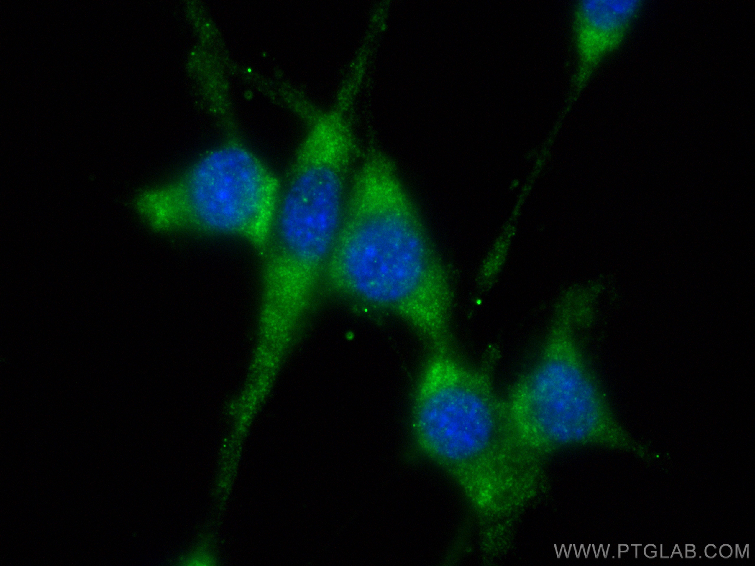 Immunofluorescence (IF) / fluorescent staining of NIH/3T3 cells using MIF Recombinant antibody (83199-2-RR)