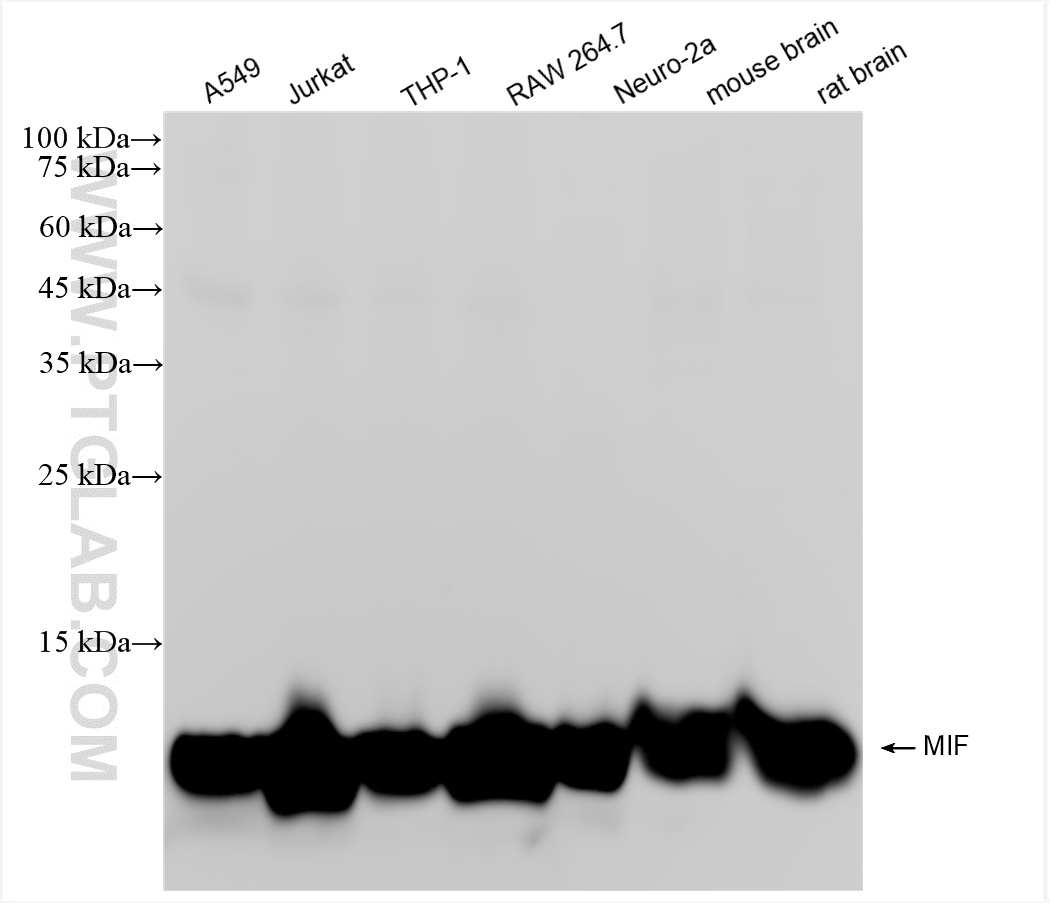 Western Blot (WB) analysis of various lysates using MIF Recombinant antibody (83199-2-RR)