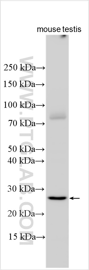 Western Blot (WB) analysis of various lysates using MIF4GD Polyclonal antibody (24288-1-AP)