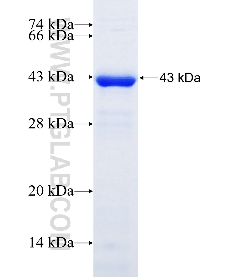 MINPP1 fusion protein Ag21410 SDS-PAGE