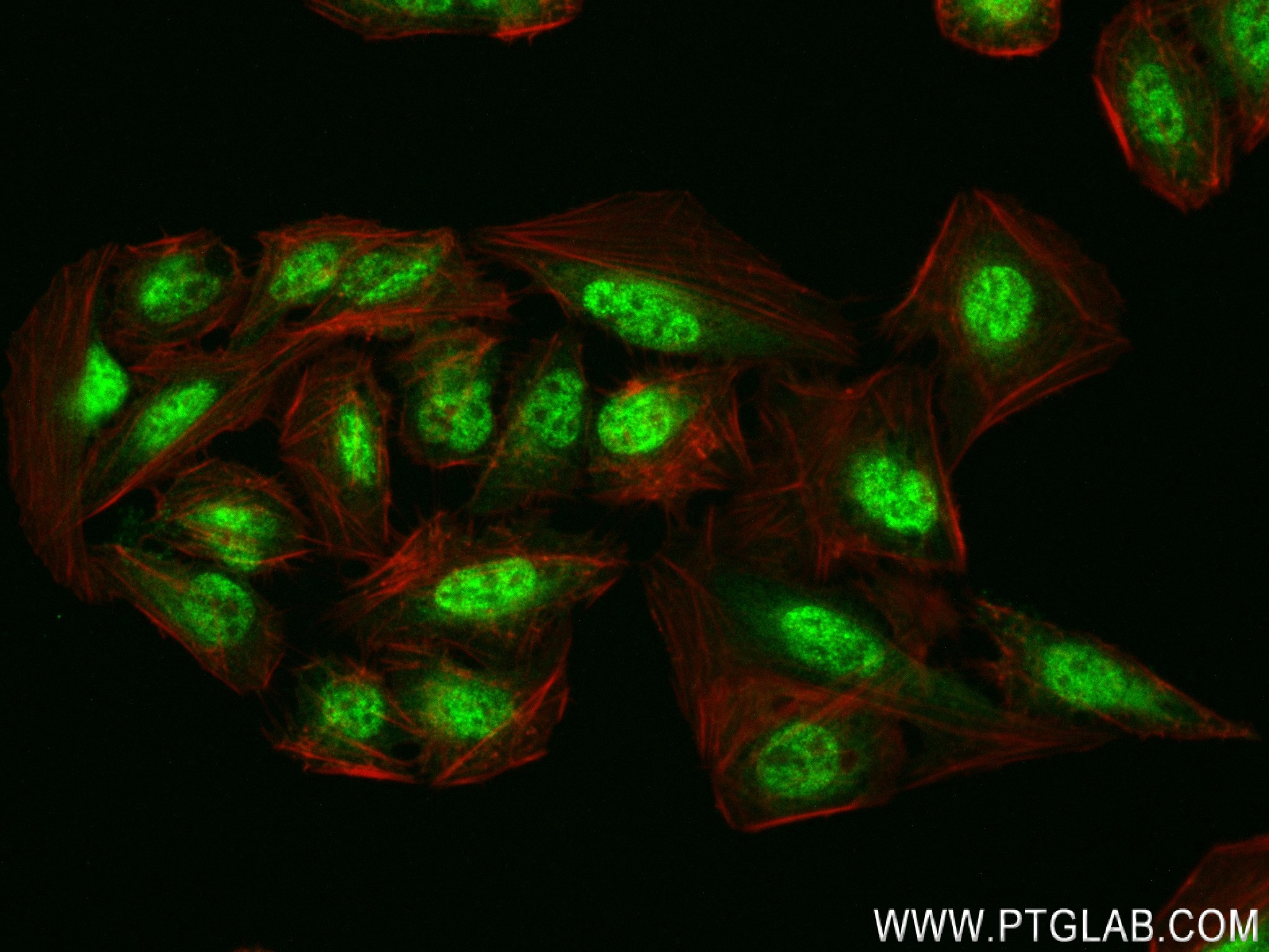 Immunofluorescence (IF) / fluorescent staining of U2OS cells using MIOS Recombinant antibody (83856-4-RR)