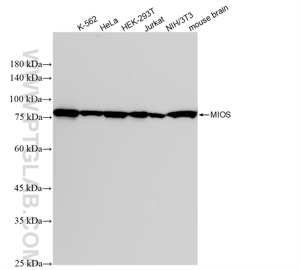 Western Blot (WB) analysis of various lysates using MIOS Recombinant antibody (83856-5-RR)