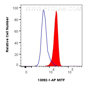 Flow cytometry (FC) experiment of HeLa cells using MITF Polyclonal antibody (13092-1-AP)