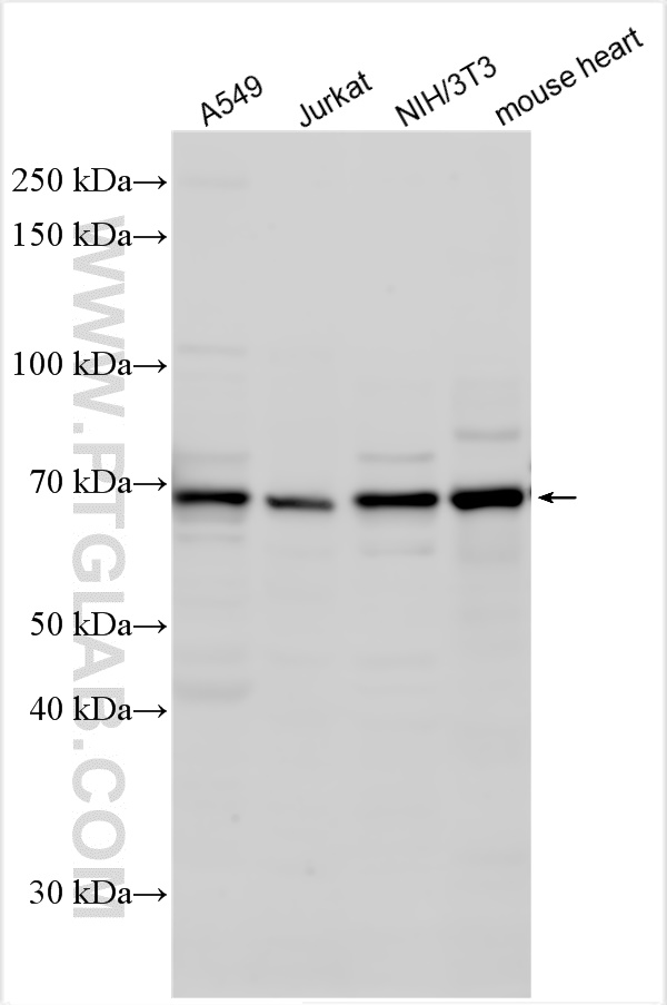 Western Blot (WB) analysis of various lysates using MITF Polyclonal antibody (13092-1-AP)