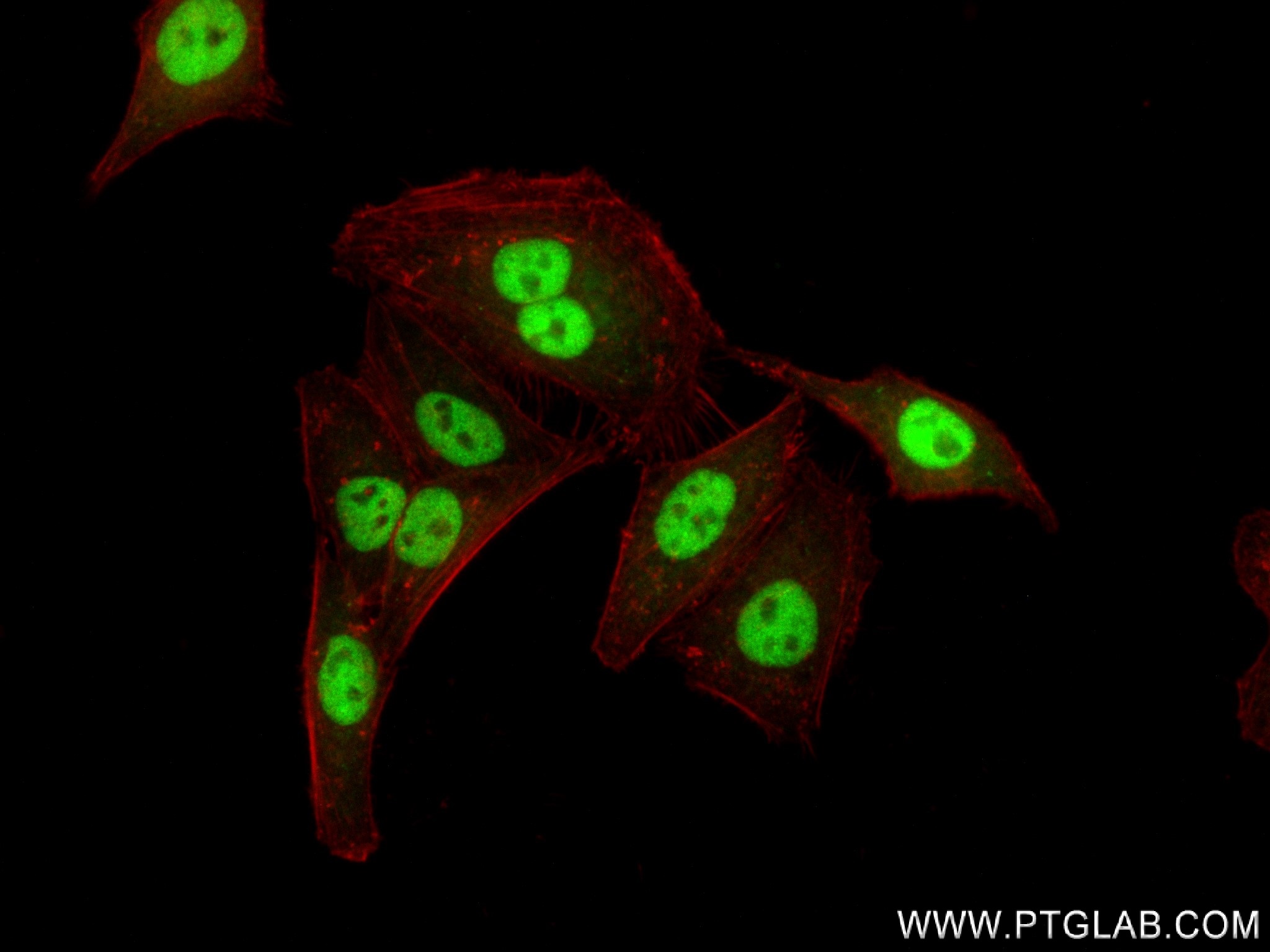 Immunofluorescence (IF) / fluorescent staining of HepG2 cells using MITF Recombinant antibody (83803-2-RR)