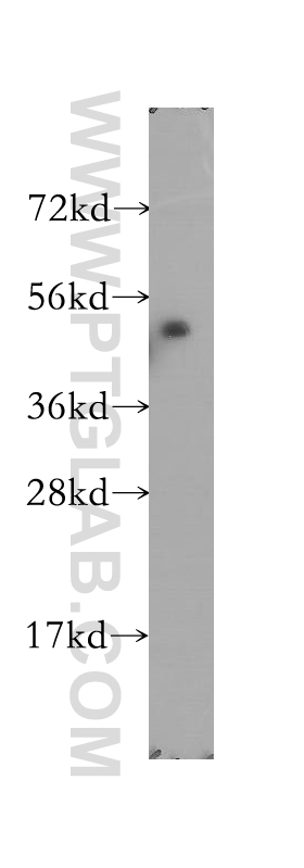 Western Blot (WB) analysis of A375 cells using MKRN2 Polyclonal antibody (12238-1-AP)