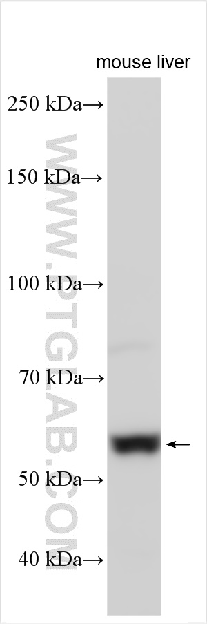 Western Blot (WB) analysis of various lysates using MKRN3 Polyclonal antibody (18349-1-AP)