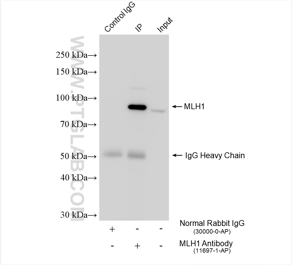 Immunoprecipitation (IP) experiment of HeLa cells using MLH1 Polyclonal antibody (11697-1-AP)