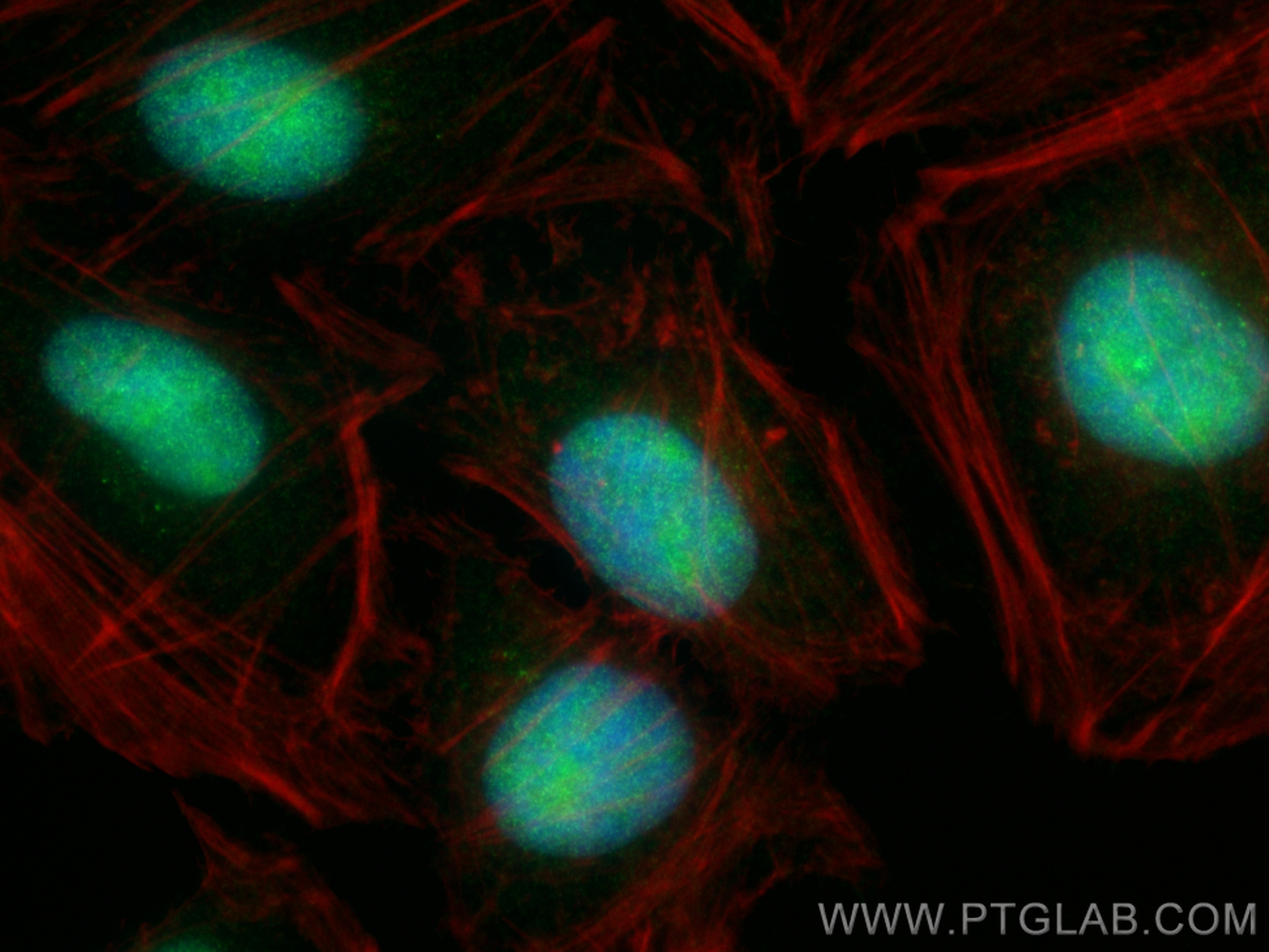 Immunofluorescence (IF) / fluorescent staining of HeLa cells using MLH1 Recombinant antibody (84208-2-RR)