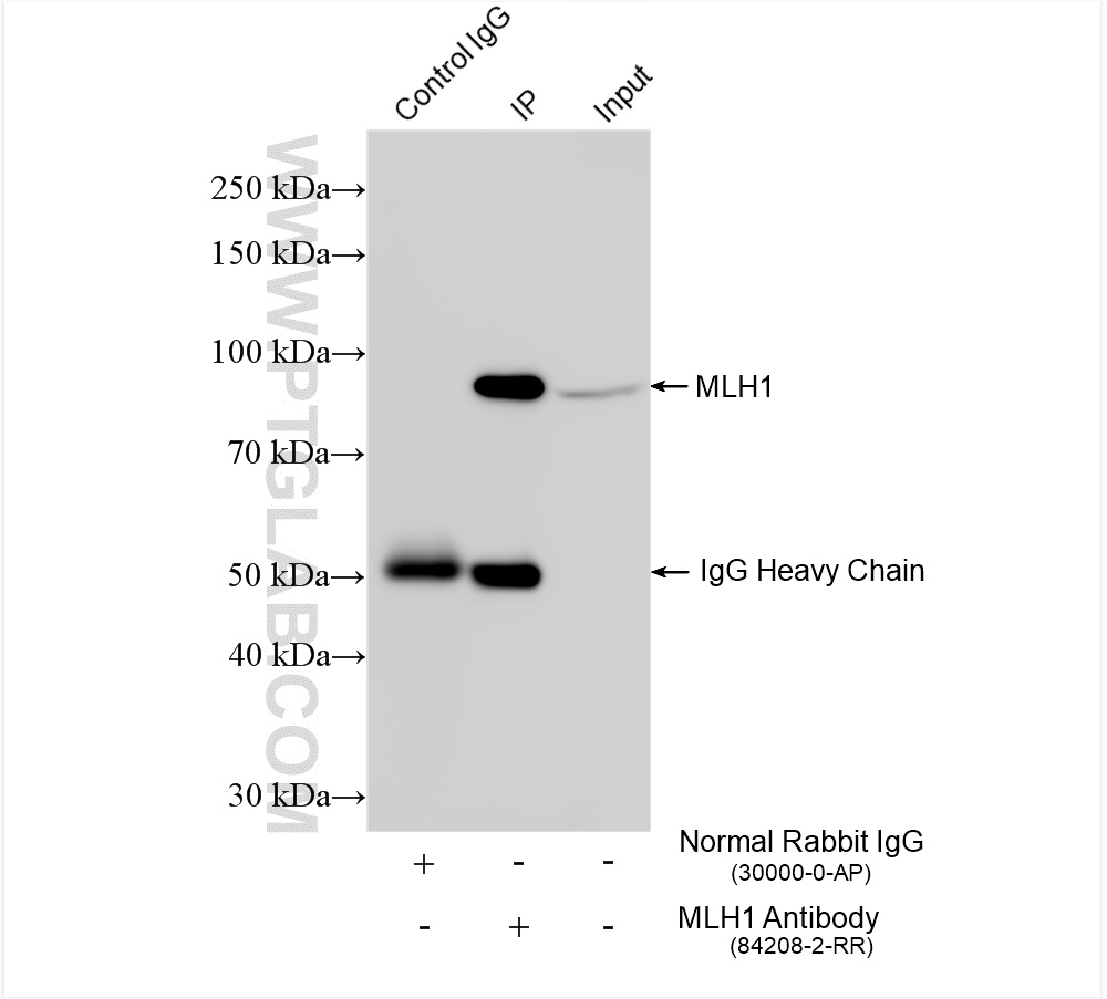 Immunoprecipitation (IP) experiment of HeLa cells using MLH1 Recombinant antibody (84208-2-RR)