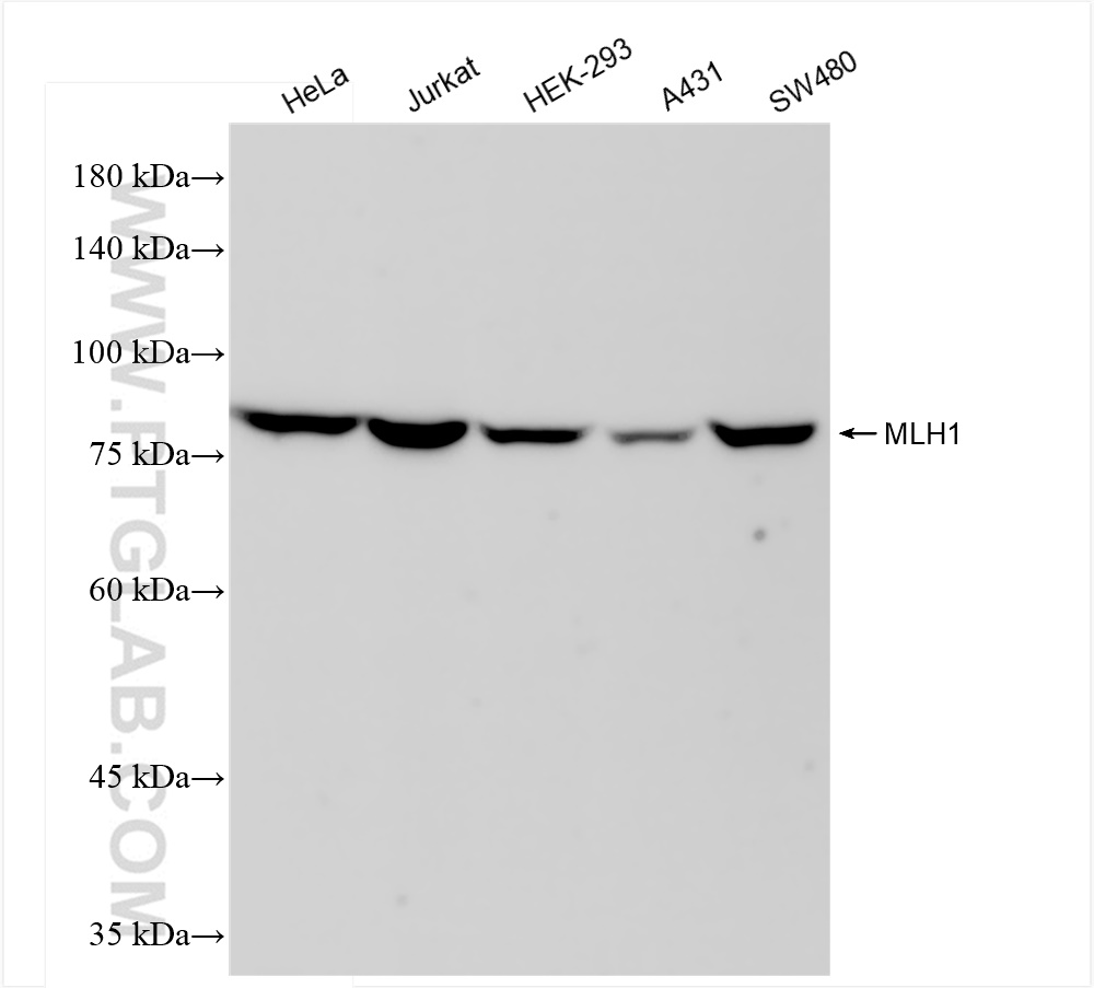 Western Blot (WB) analysis of various lysates using MLH1 Recombinant antibody (84208-2-RR)