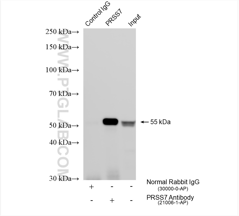 Immunoprecipitation (IP) experiment of HepG2 cells using MLKL Polyclonal antibody (21066-1-AP)