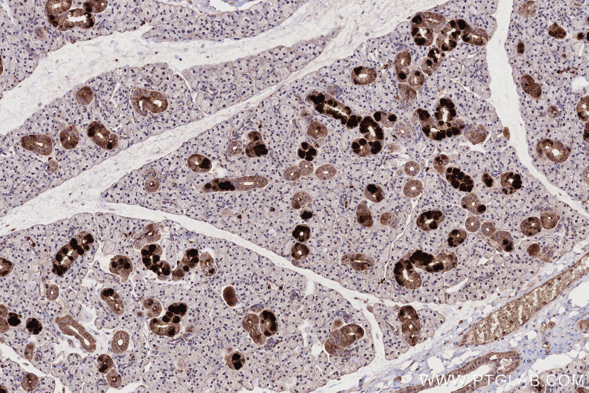 Immunohistochemistry (IHC) staining of rat salivary gland tissue using MLKL Monoclonal antibody (66675-1-Ig)