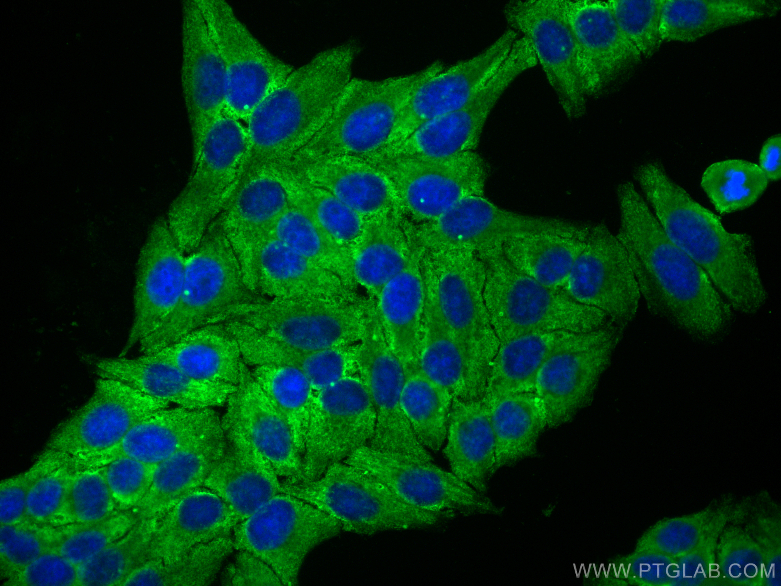 Immunofluorescence (IF) / fluorescent staining of HepG2 cells using CoraLite® Plus 488-conjugated MLKL Monoclonal anti (CL488-66675)