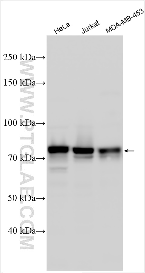 Western Blot (WB) analysis of various lysates using MLLT1 Polyclonal antibody (31029-1-AP)