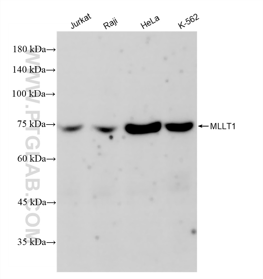 Western Blot (WB) analysis of various lysates using MLLT1 Recombinant antibody (83242-3-RR)