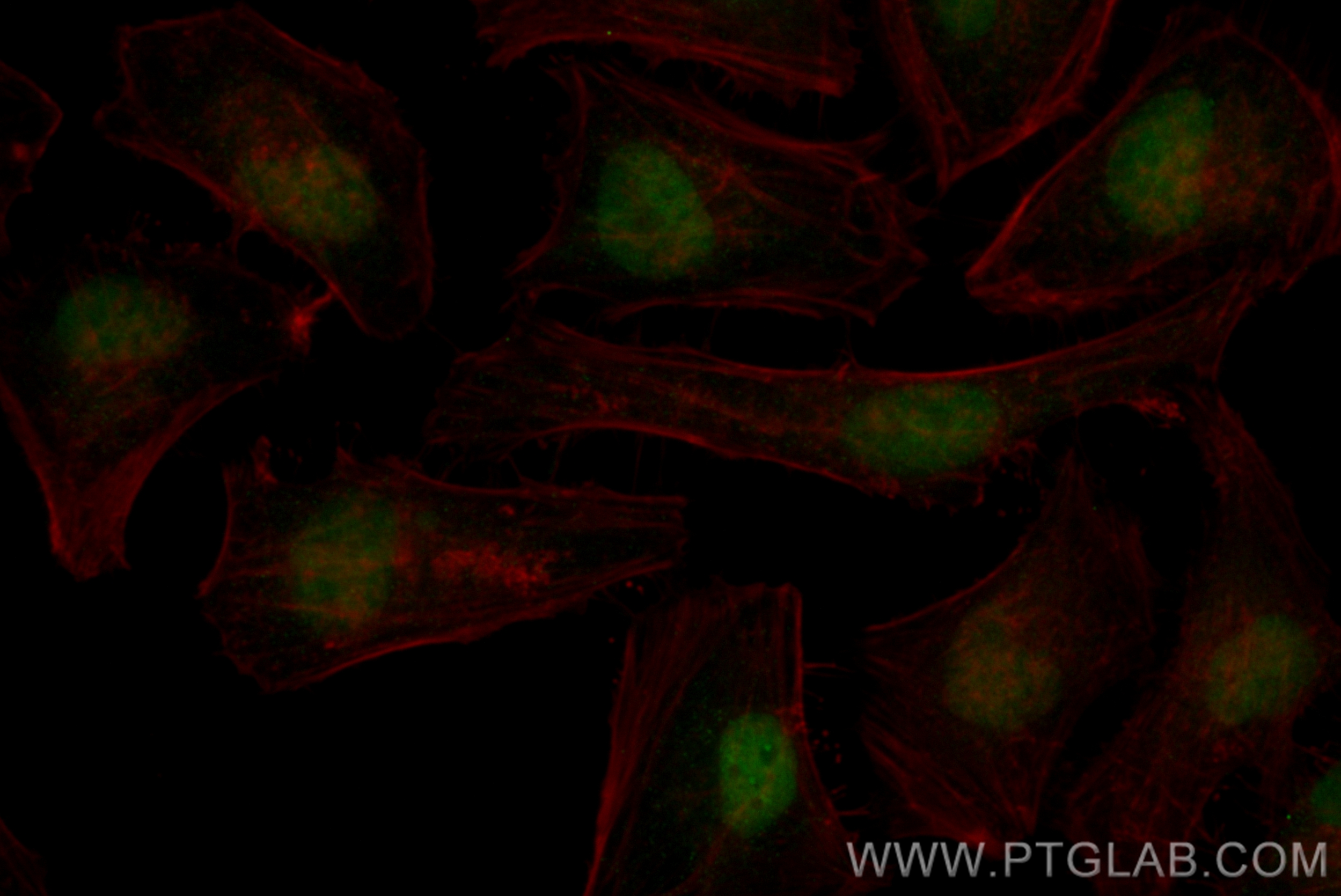 Immunofluorescence (IF) / fluorescent staining of HeLa cells using CoraLite® Plus 488-conjugated MLLT1 Recombinant an (CL488-83242-3)