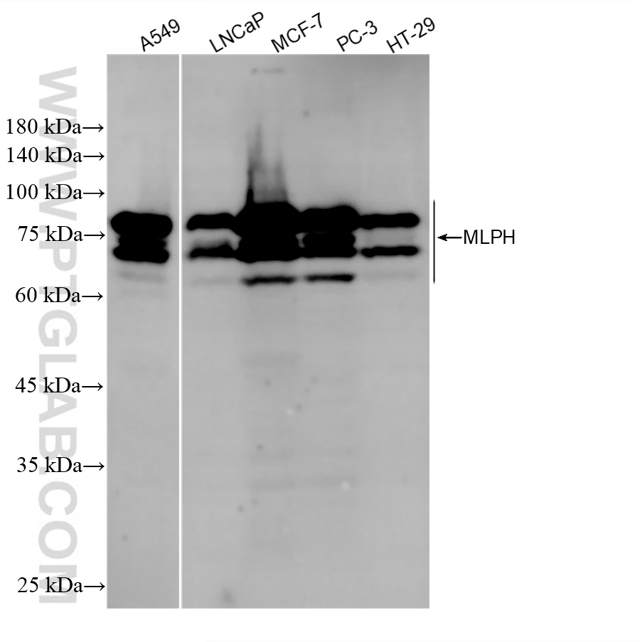 Western Blot (WB) analysis of various lysates using MLPH Recombinant antibody (84282-1-RR)