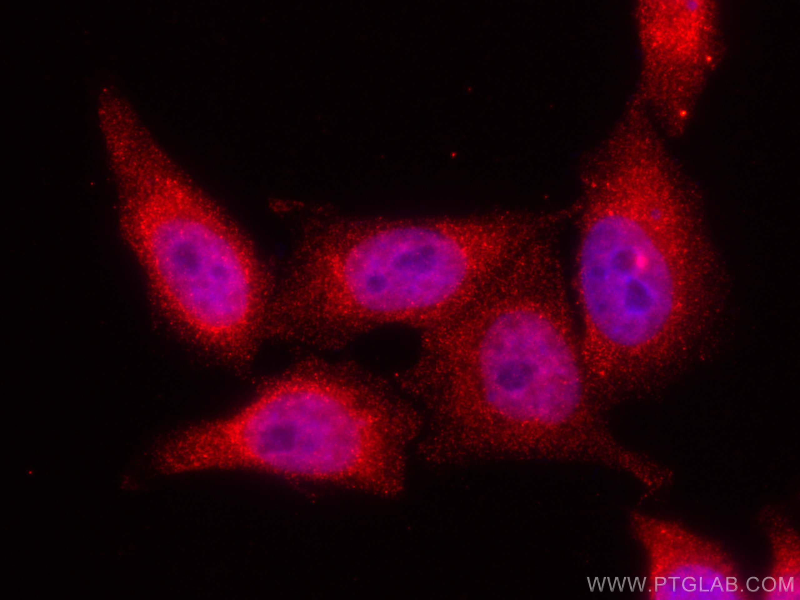 Immunofluorescence (IF) / fluorescent staining of HepG2 cells using CoraLite®594-conjugated MLX Monoclonal antibody (CL594-67042)