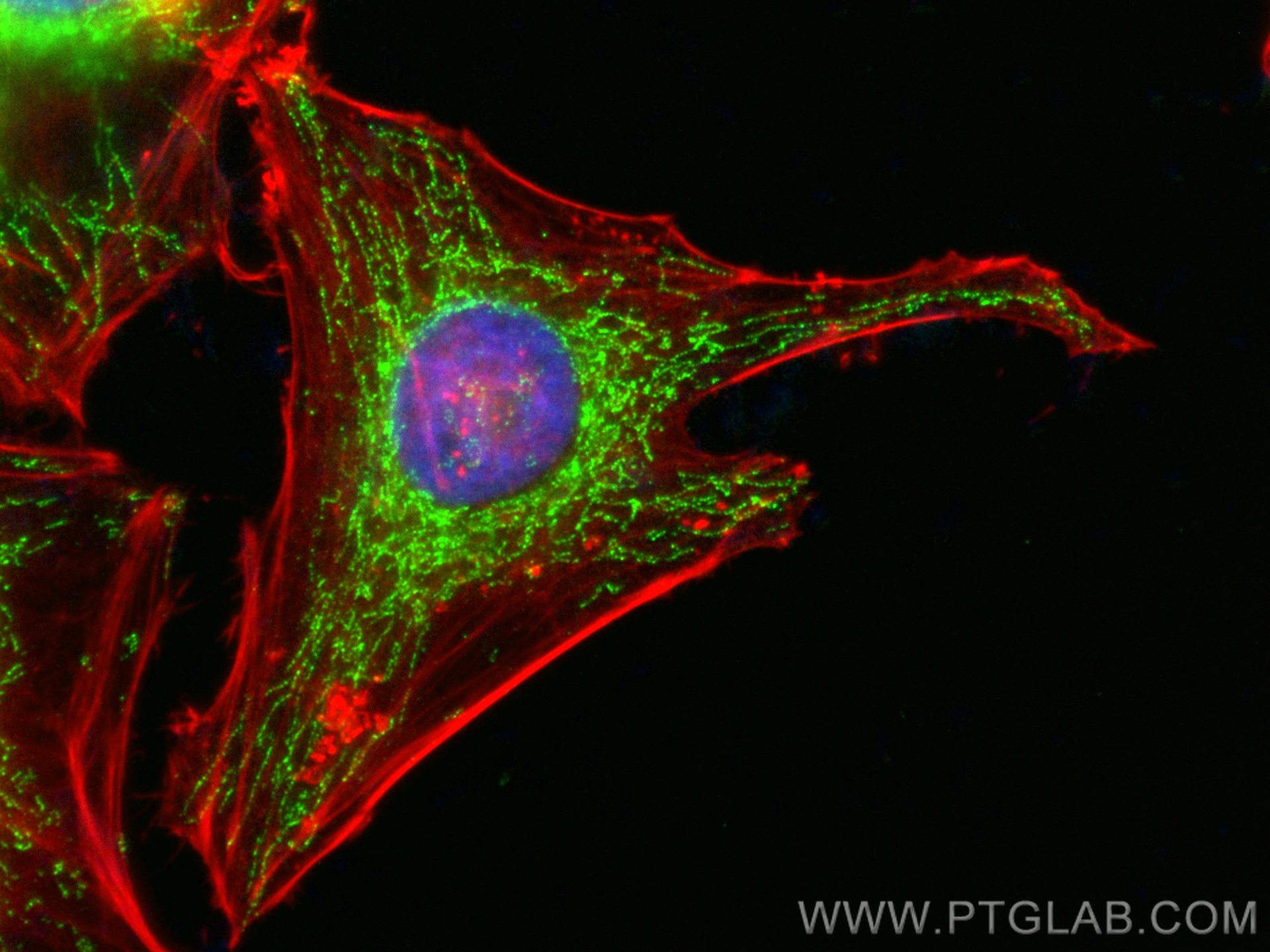 Immunofluorescence (IF) / fluorescent staining of HeLa cells using CoraLite® Plus 488-conjugated MMAB Polyclonal anti (CL488-11137)