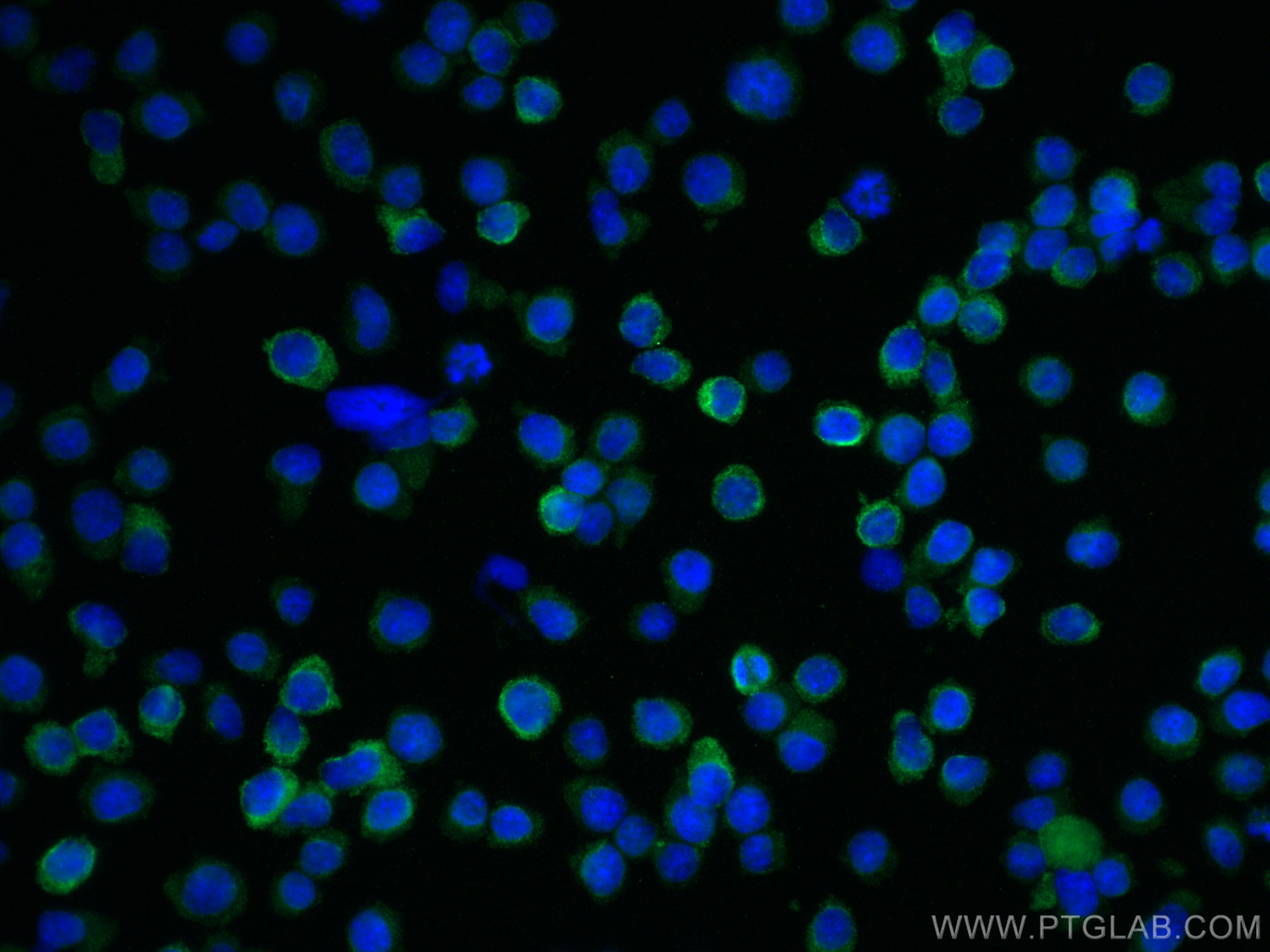 Immunofluorescence (IF) / fluorescent staining of Ramos cells using MME,CD10 Polyclonal antibody (23898-1-AP)