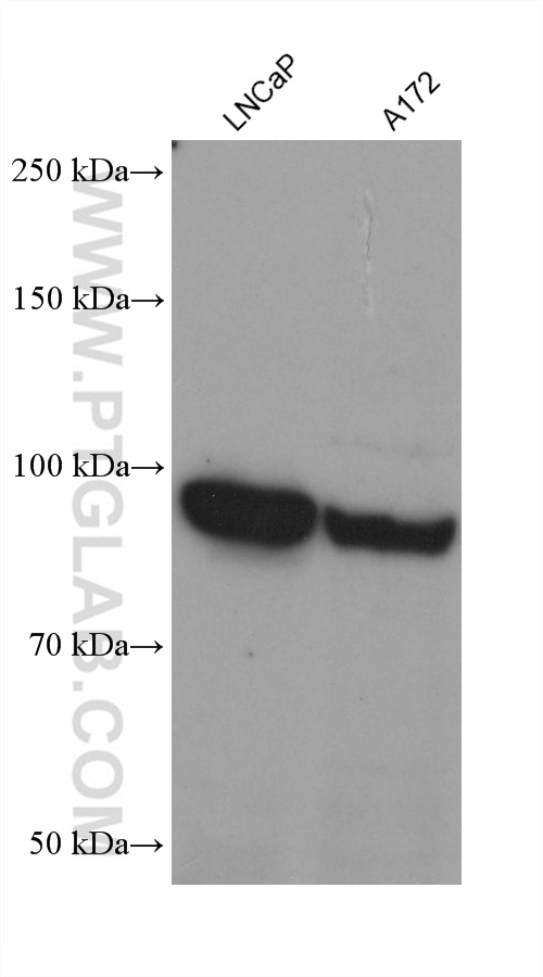 Western Blot (WB) analysis of various lysates using Neprilysin/CD10 Monoclonal antibody (60034-3-Ig)