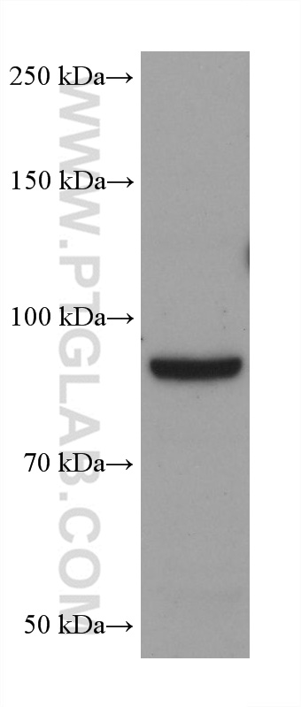 Western Blot (WB) analysis of Ramos cells using Neprilysin/CD10 Monoclonal antibody (60034-3-Ig)