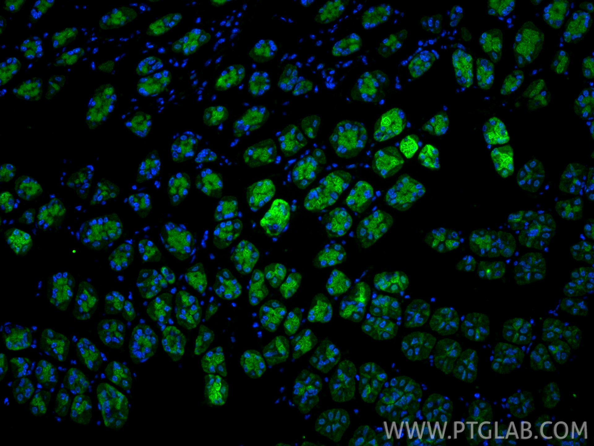 Immunofluorescence (IF) / fluorescent staining of mouse stomach tissue using MMP1 Polyclonal antibody (10371-2-AP)
