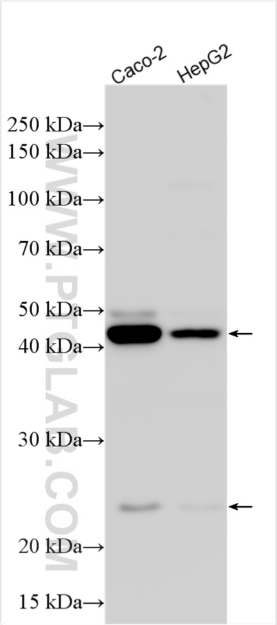 Western Blot (WB) analysis of various lysates using MMP1 Polyclonal antibody (30805-1-AP)