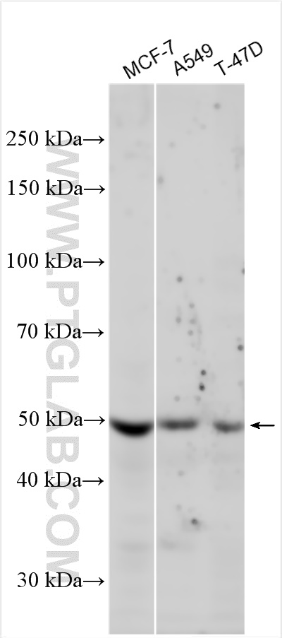 Western Blot (WB) analysis of various lysates using MMP11 Polyclonal antibody (30615-1-AP)