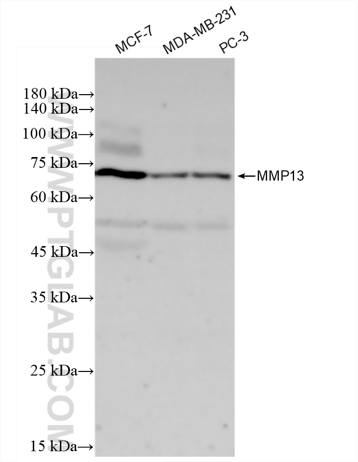 Western Blot (WB) analysis of various lysates using MMP13 Recombinant antibody (83188-4-RR)