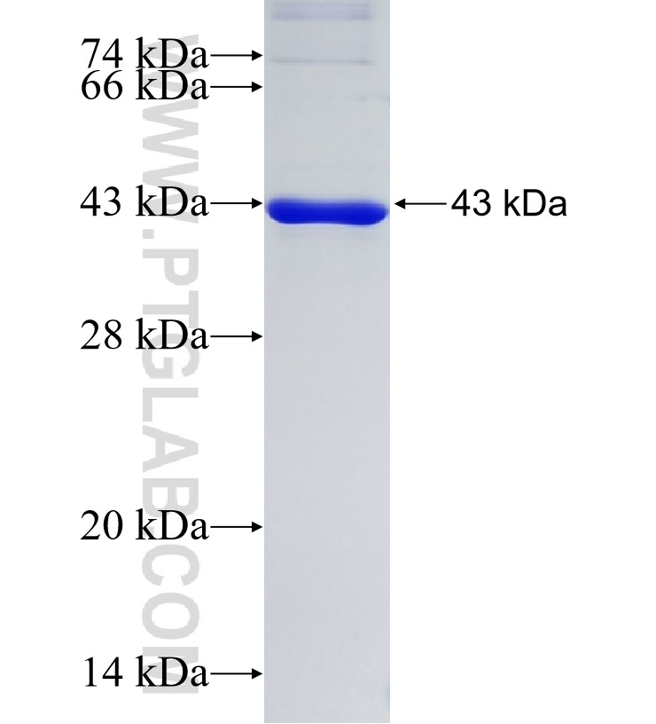 MMP13 fusion protein Ag34892 SDS-PAGE