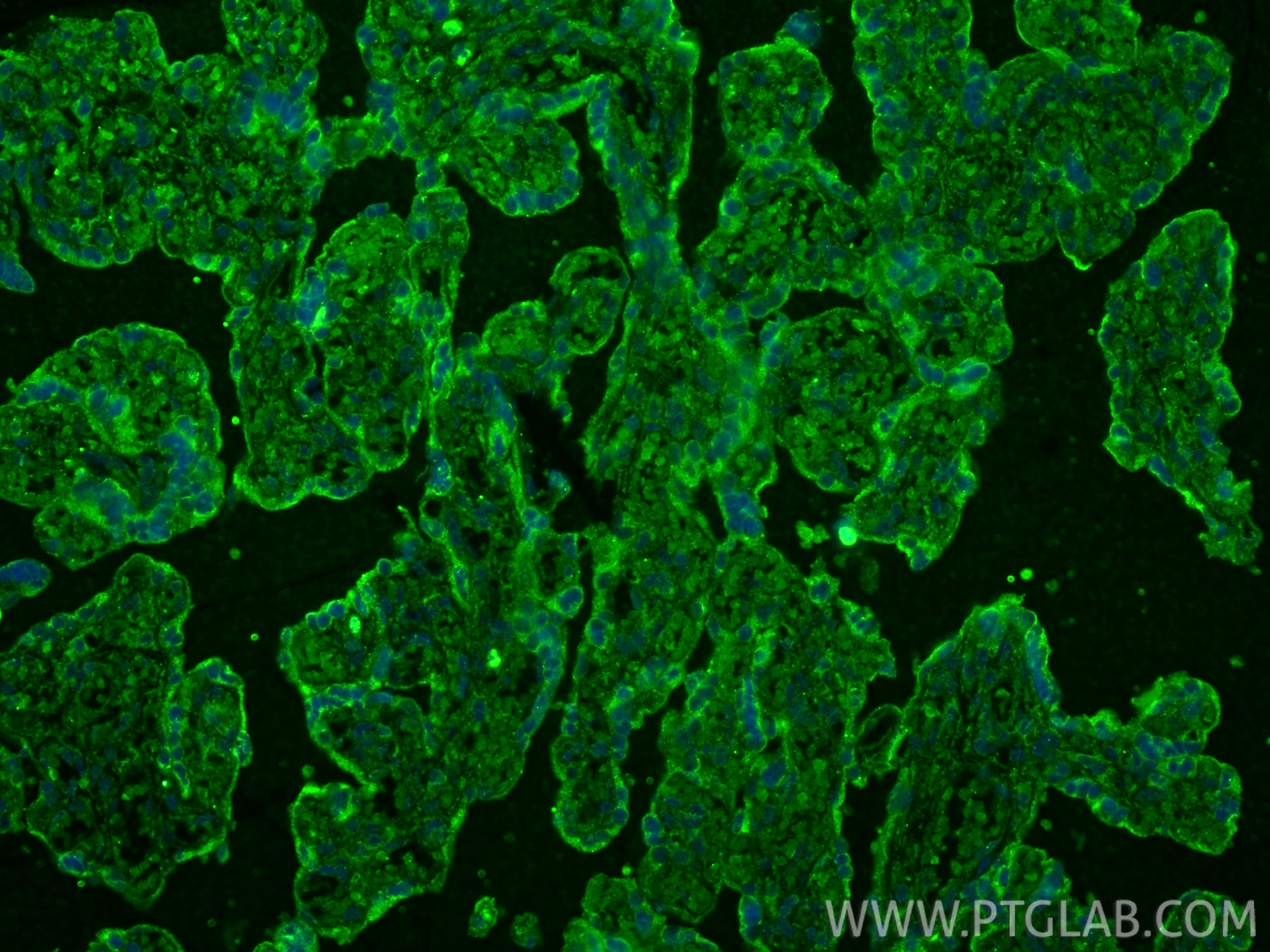Immunofluorescence (IF) / fluorescent staining of human placenta tissue using MMP2 Monoclonal antibody (66366-1-Ig)