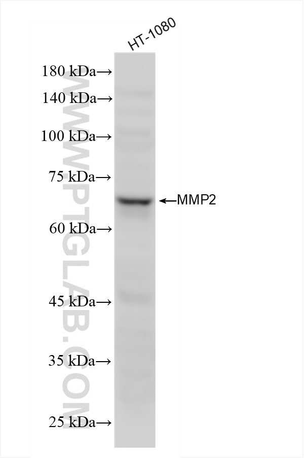 Western Blot (WB) analysis of HT-1080 cells using MMP2 Recombinant antibody (81515-5-RR)