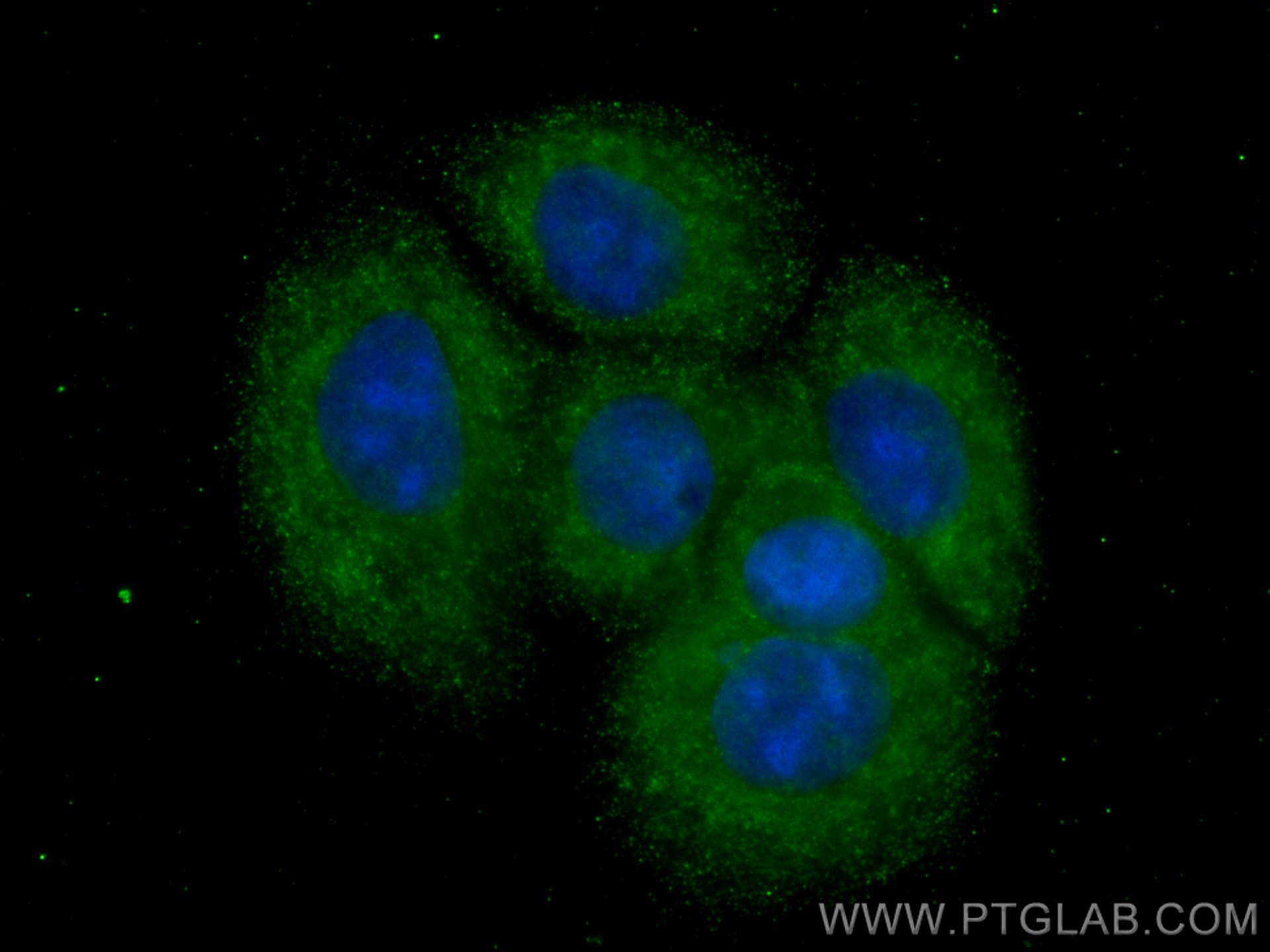 Immunofluorescence (IF) / fluorescent staining of MCF-7 cells using CoraLite® Plus 488-conjugated MMP2 Monoclonal anti (CL488-66366)