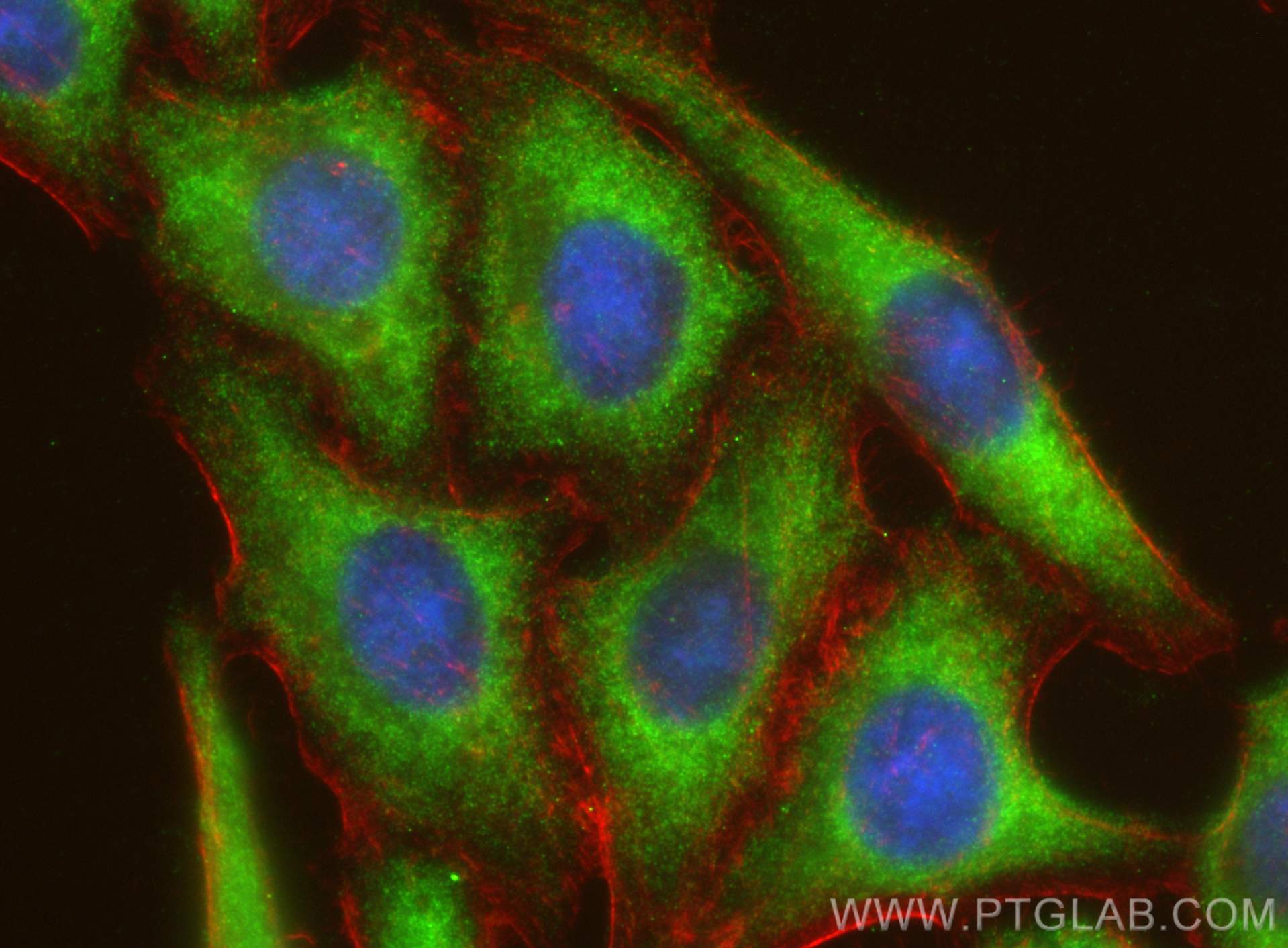 Immunofluorescence (IF) / fluorescent staining of HepG2 cells using MMP23B Polyclonal antibody (13020-1-AP)