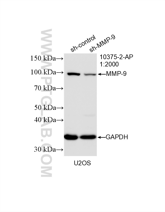 Western Blot (WB) analysis of U2OS cells using MMP-9 (N-terminal) Polyclonal antibody (10375-2-AP)