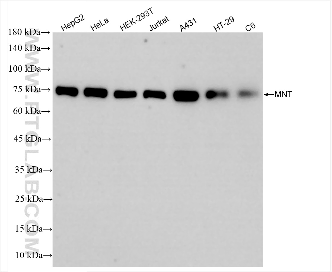 Western Blot (WB) analysis of various lysates using MNT Recombinant antibody (83648-1-RR)