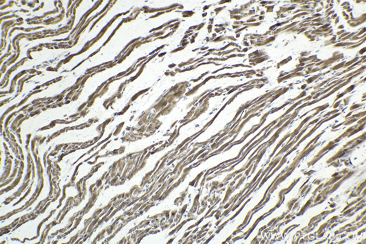 Immunohistochemistry (IHC) staining of rat heart tissue using MOCS2B Polyclonal antibody (14416-1-AP)